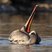 Brown Pelican